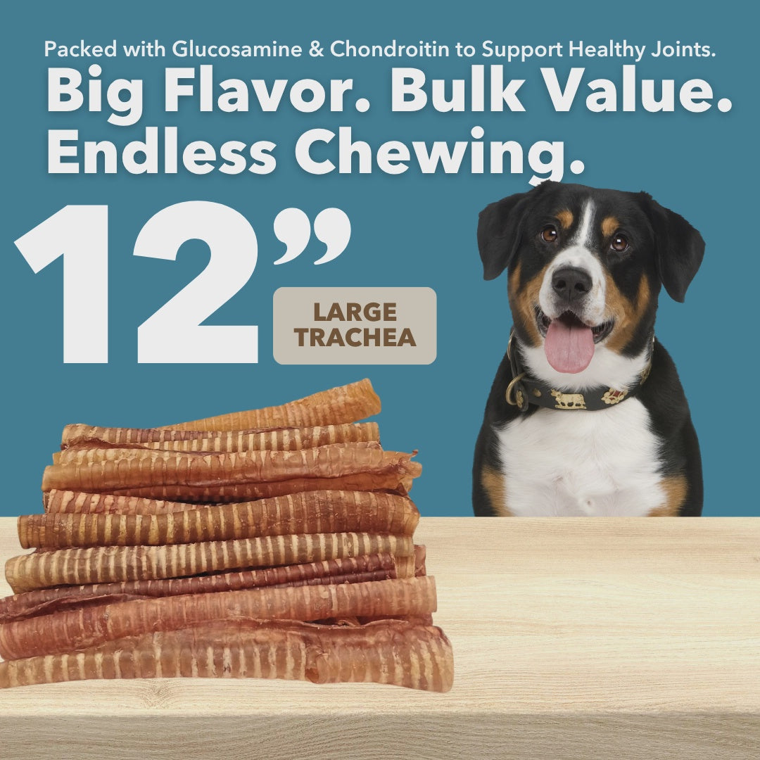 Mighty Chew 12in Large Bulk Trachea