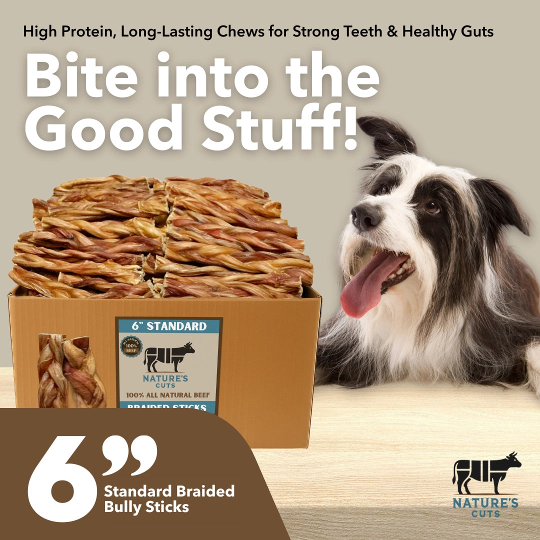 Mighty Chewz 6in Standard Braided Bully Sticks EA