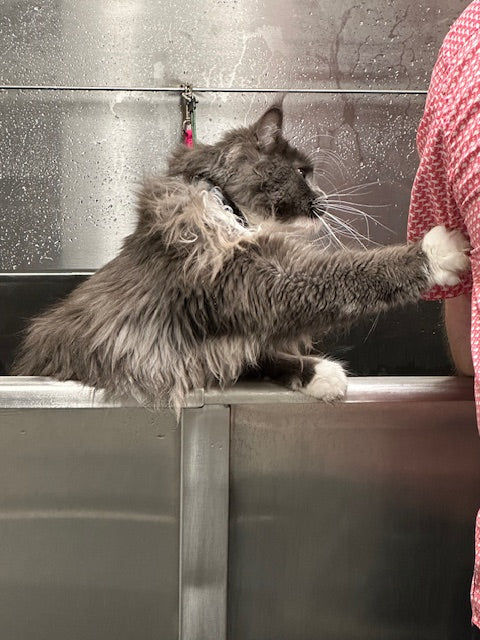 Customer cat photo