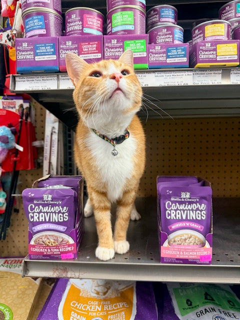 Customer cat photo