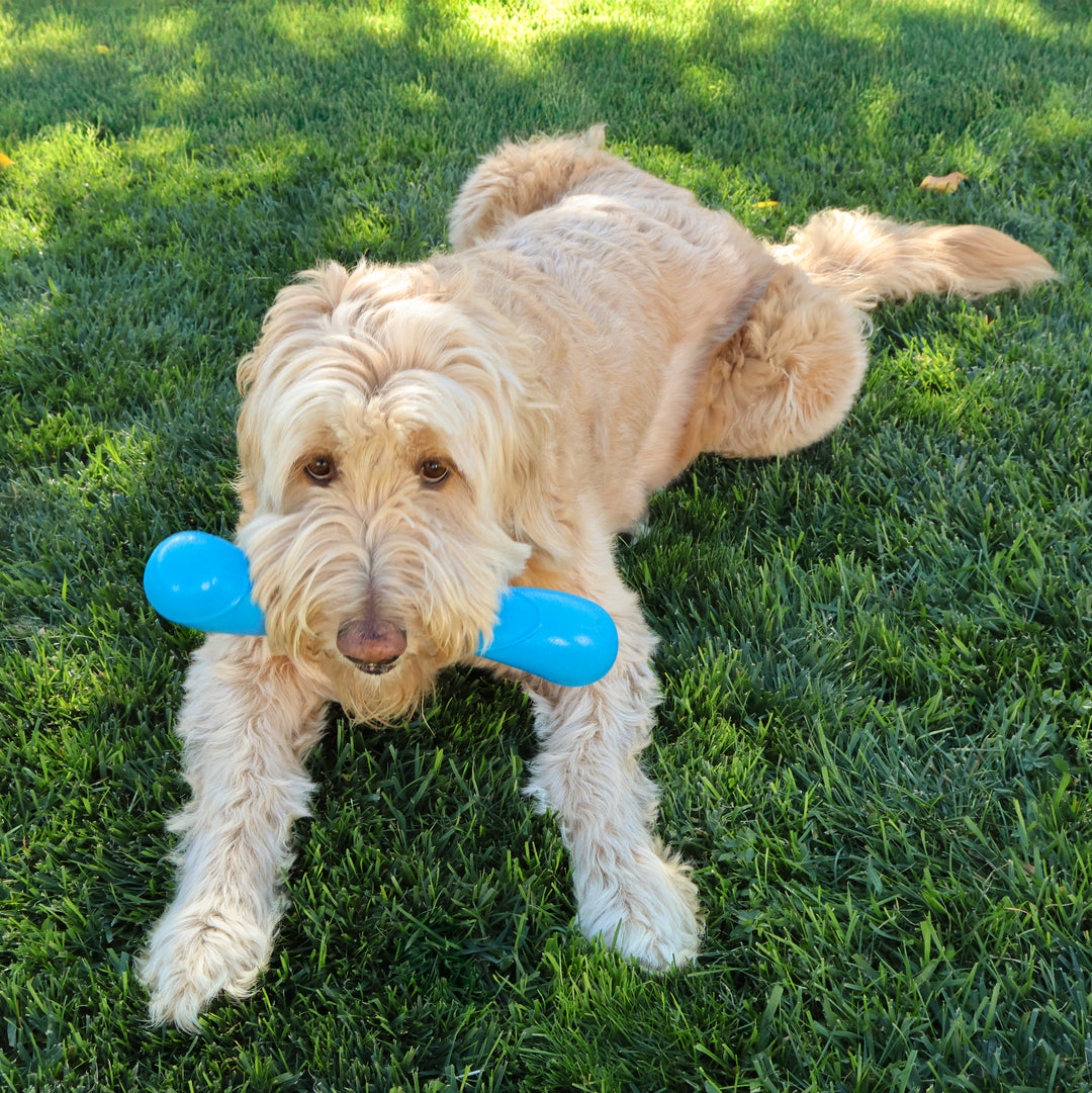 KONG Squeakz Stick Dog Toy Blue MD