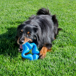 Kong Squeakz Star Dog Toy Medium