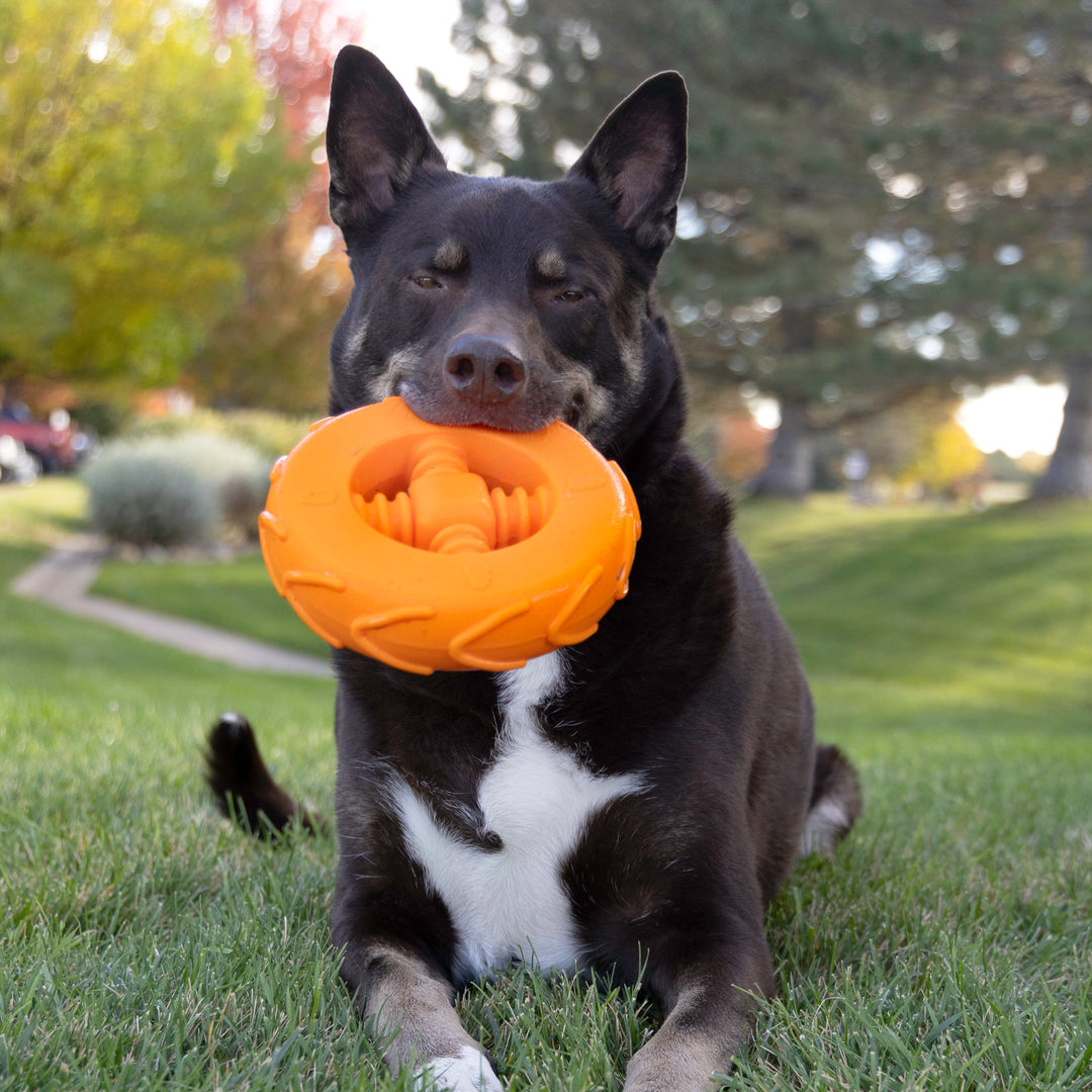 KONG Squeakz Wheel Dog Toy Orange LG