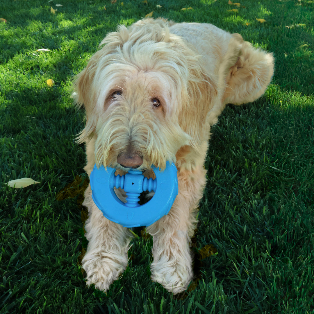 KONG Squeakz Wheel Dog Toy Blue MD