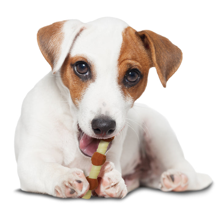 Nylabone Power Chew Shish Kabob Alternative Nylon Chew Toy Chicken Jerky Small/Regular - Up to 25 Ibs. (1 Count)