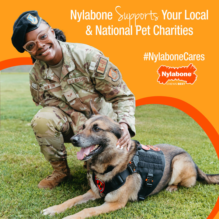 Nylabone Power Chew Original Bone Dog Chew Toy Bacon Large (1 Count)