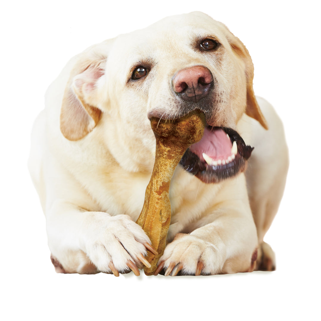 Nylabone Healthy Edibles Broth Bone All-Natural Long Lasting Chew Treats Ham Large (1 Count)