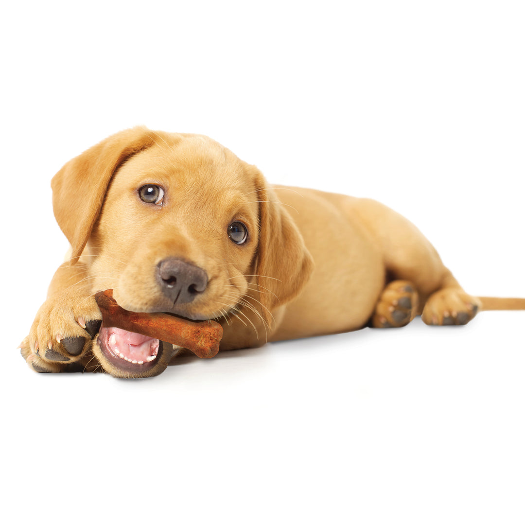 Nylabone Healthy Edibles All-Natural Long Lasting Puppy Chew Treats Turkey &amp; Sweet Potato Small (3 Count)