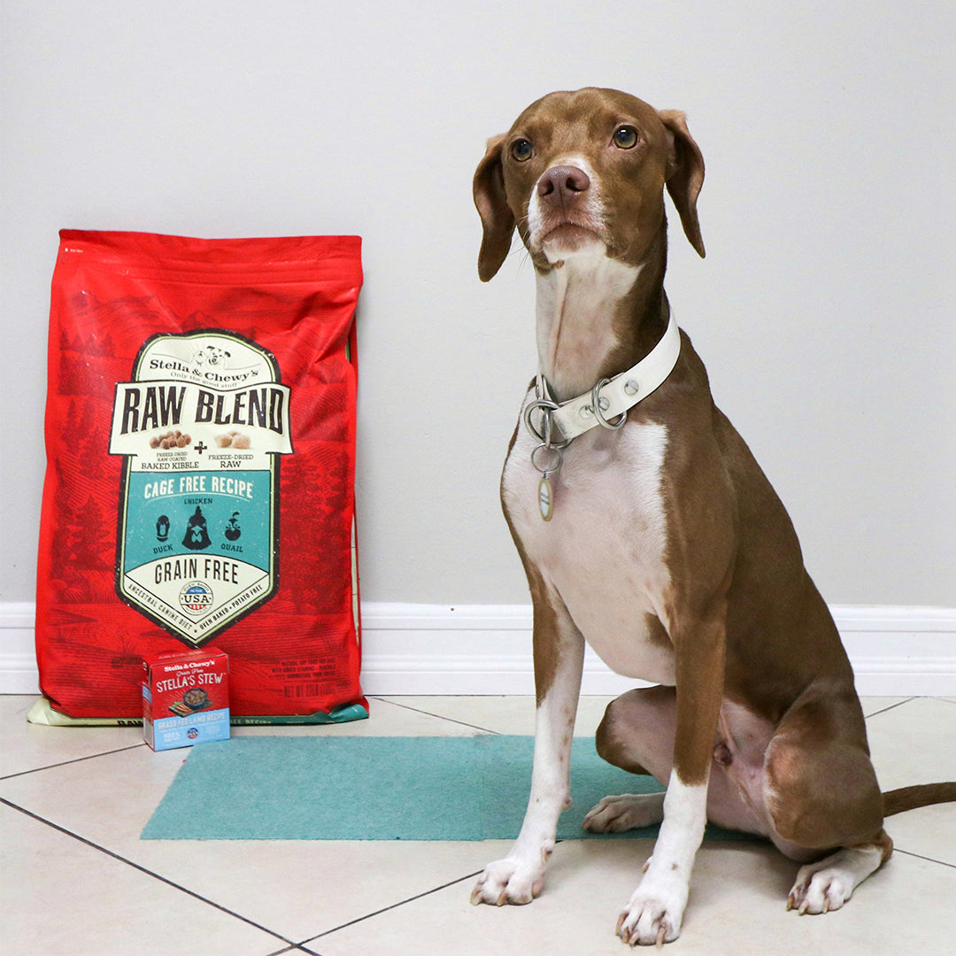Kibble Raw Blend Cage Free - 22 lb