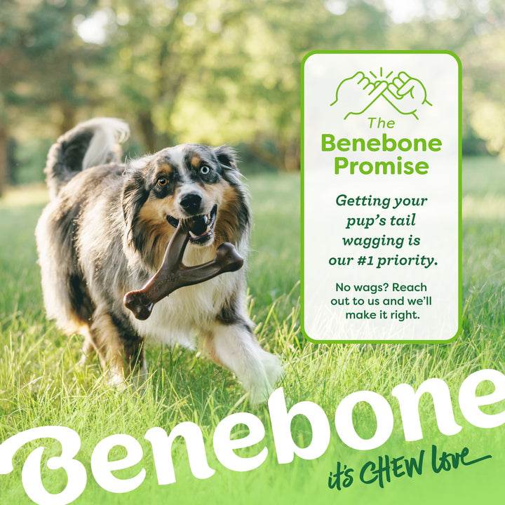 Benebone 2Pack Dental Chew Wishbone Bacon Flavored Medium Dog Chew