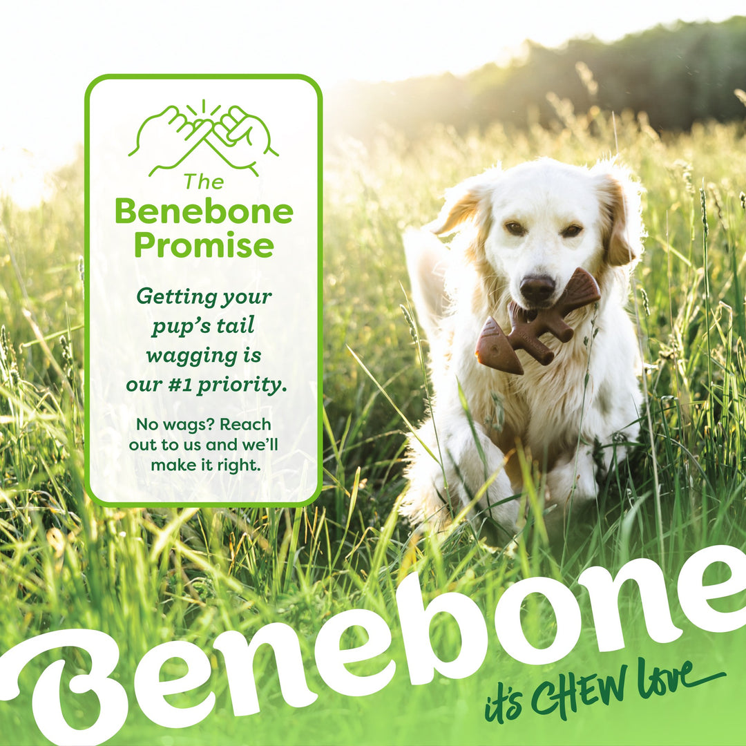 Benebone Medium 2pk Wishbone and Fishbone