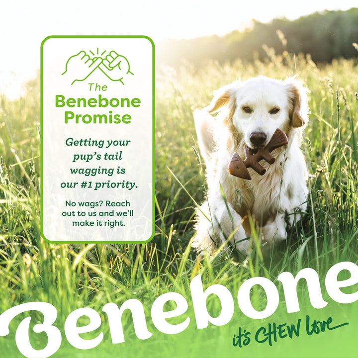 Benebone Medium 2pk Wishbone and Fishbone