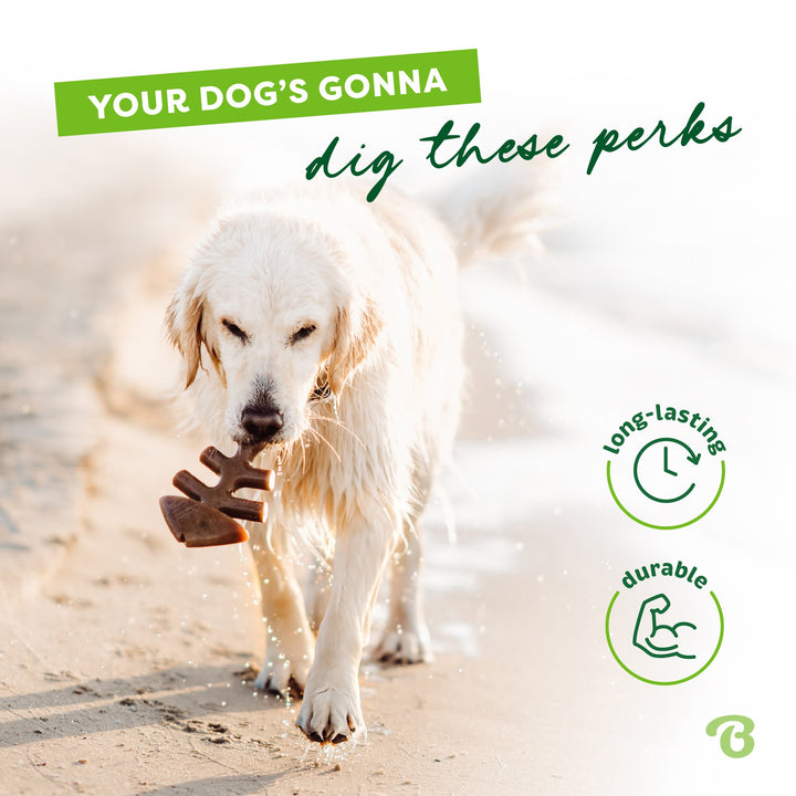 Benebone Tiny Fishbone 2pk