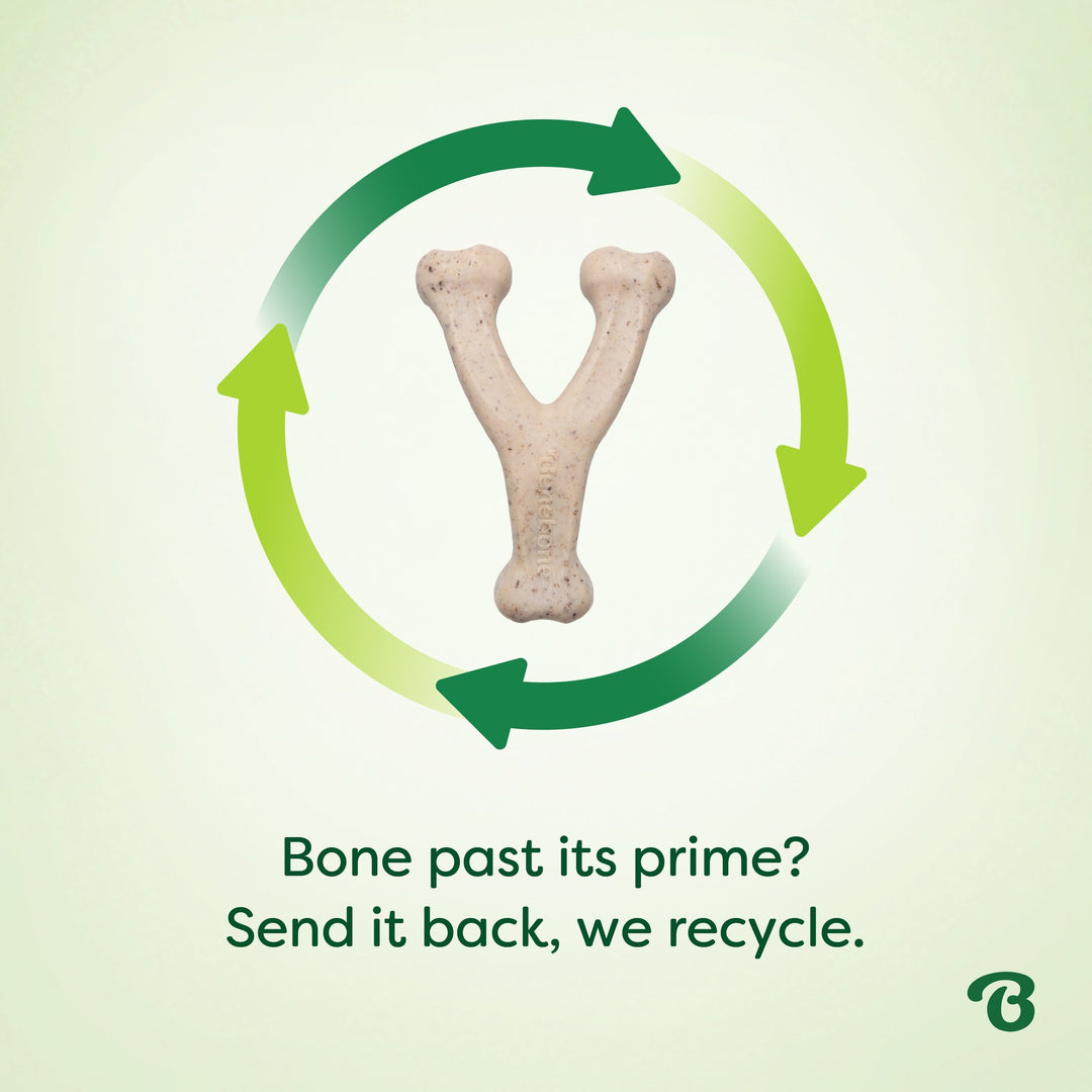 Benebone Eco Bone Green Wishbone Bacon Small