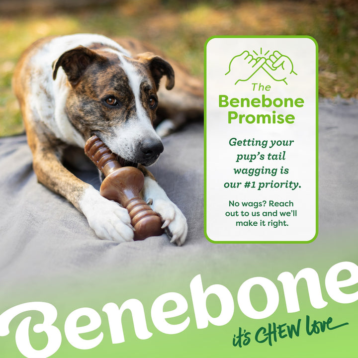 Benebone Bacon Small Zaggler