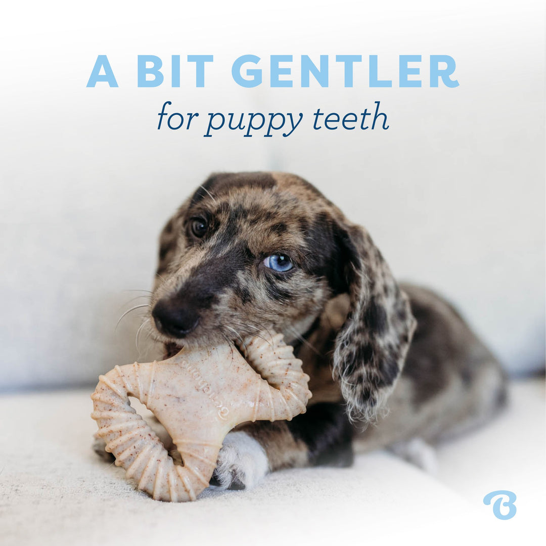Benebone Puppy Pack Bacon