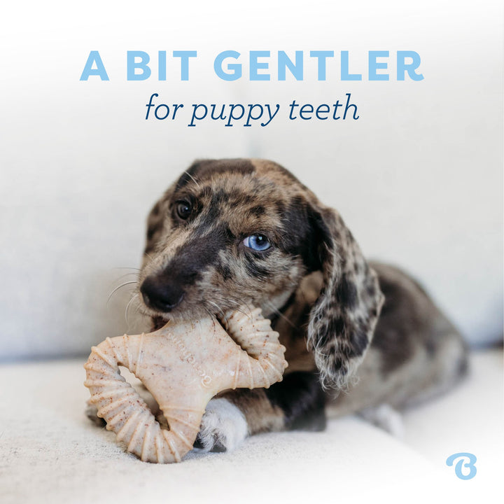 Benebone Puppy Pack Bacon