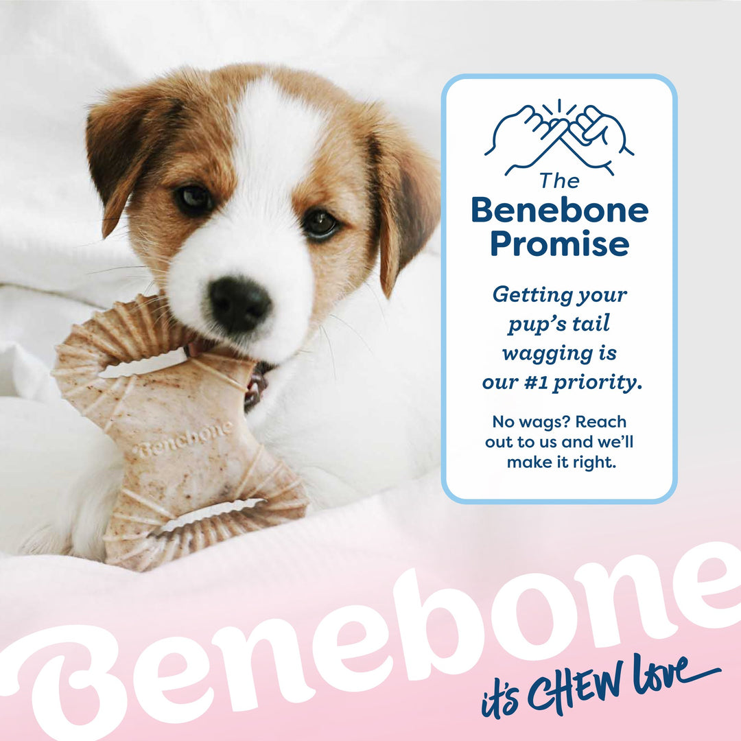 Benebone Puppy Pack Bacon