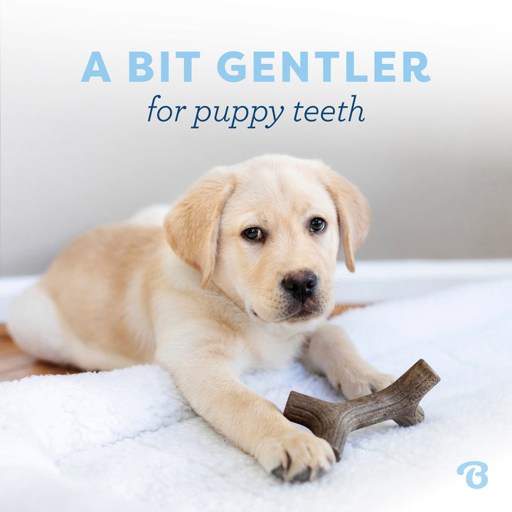 Benebone Puppy Pack Maplestick Wood and Bacon Zaggler