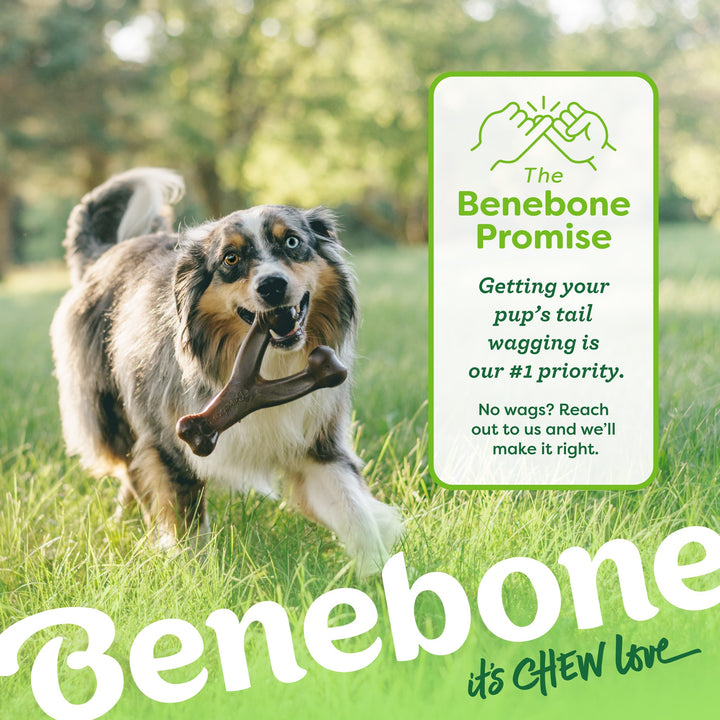 Benebone Wishbone Giant Peanut Butter