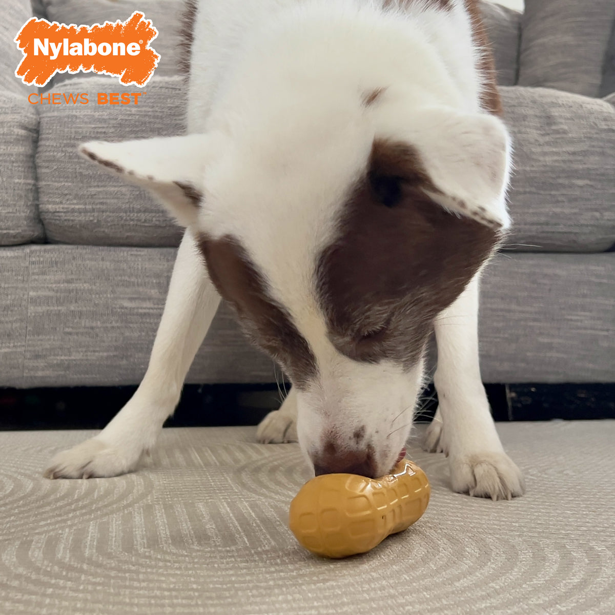Nylabone Strong Chew Fillable Peanut Dog Chew Toy Peanut Butter Medium (1 Count)