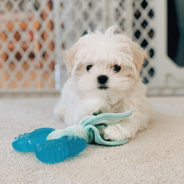 Nylabone Puppy Chew 2-in-1 Teething Freezer Bone Cloth Chew Toy Peanut Butter Blue Small (1 Count)