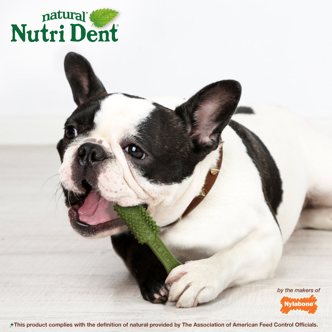 Nylabone Nutri Dent Fresh Breath Flavored Dental Dog Chew Treats Medium (40 Count)