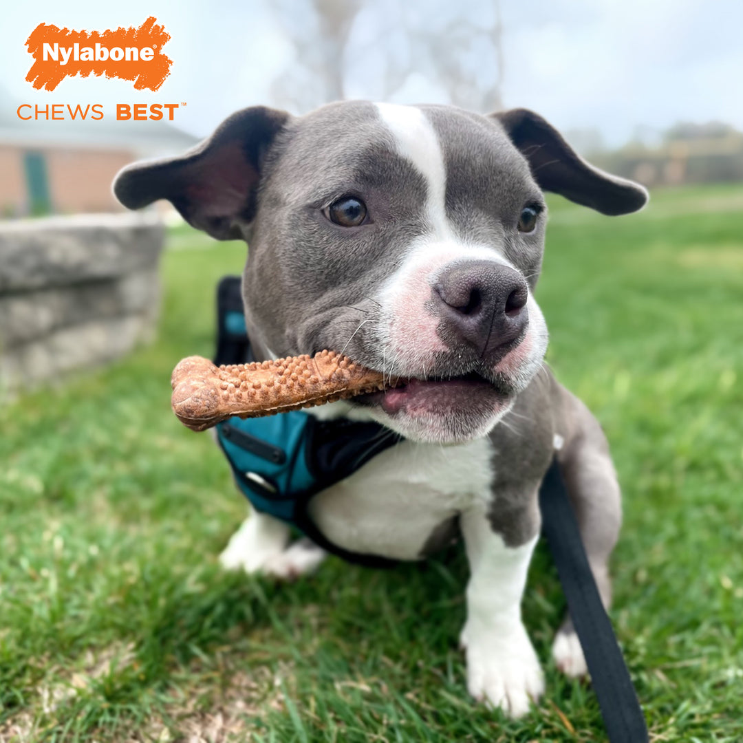 Nylabone Healthy Edibles Meaty Center All-Natural Long Lasting Chew Treats Beef Small (4 Count)