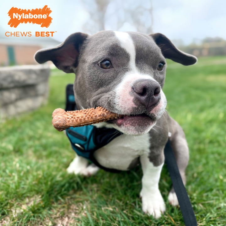 Nylabone Healthy Edibles Meaty Center All-Natural Long Lasting Chew Treats Beef Small (4 Count)