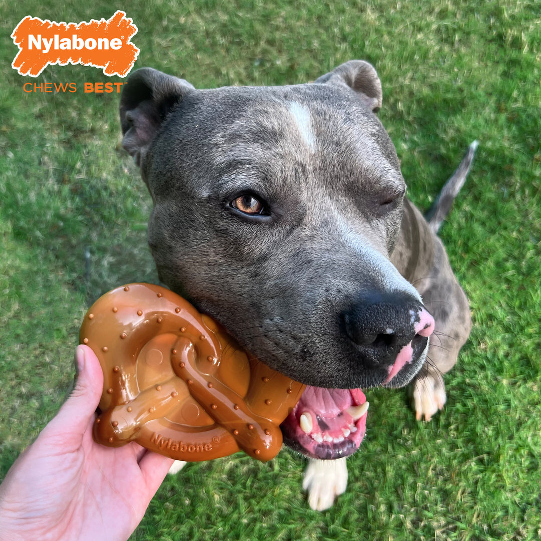 Nylabone Power Chew Pretzel Dog Chew Toy Bacon &amp; Peanut Butter X-Large (1 Count)