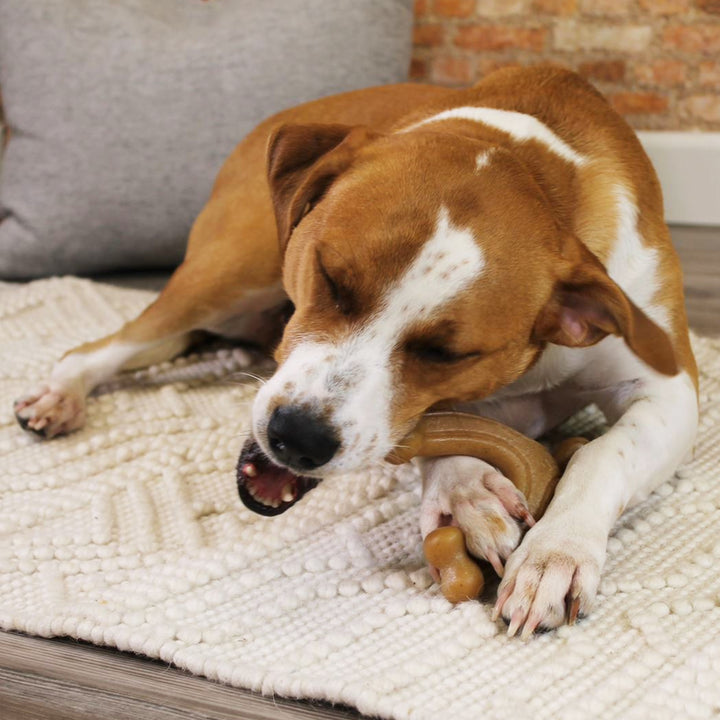 Nylabone Strong Chew Gourmet Style Wishbone Dog Chew Toy Bacon Large (1 Count)