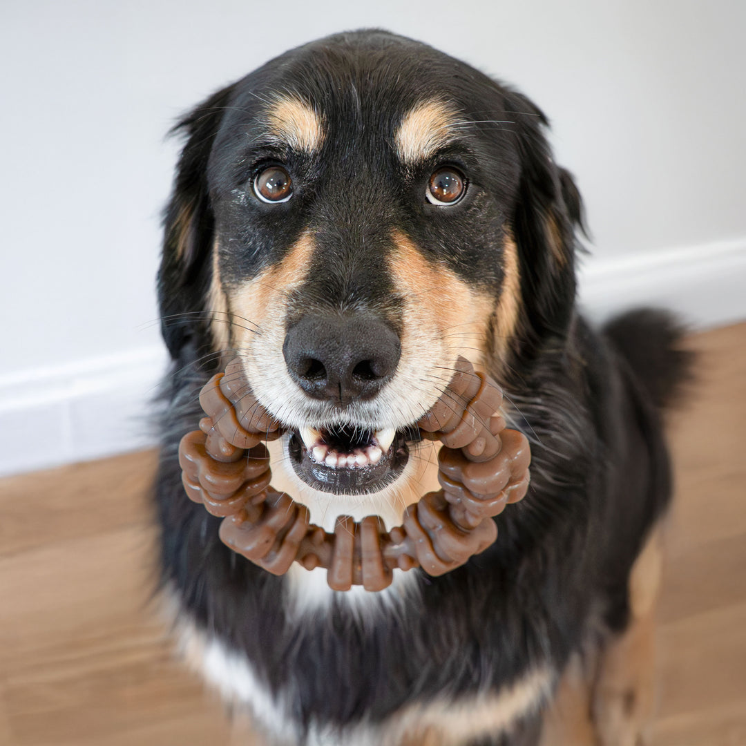 Nylabone Strong Chew Textured Ring Dog Chew Toy Made with Real Beef &amp; Chicken X-Large (1 Count)