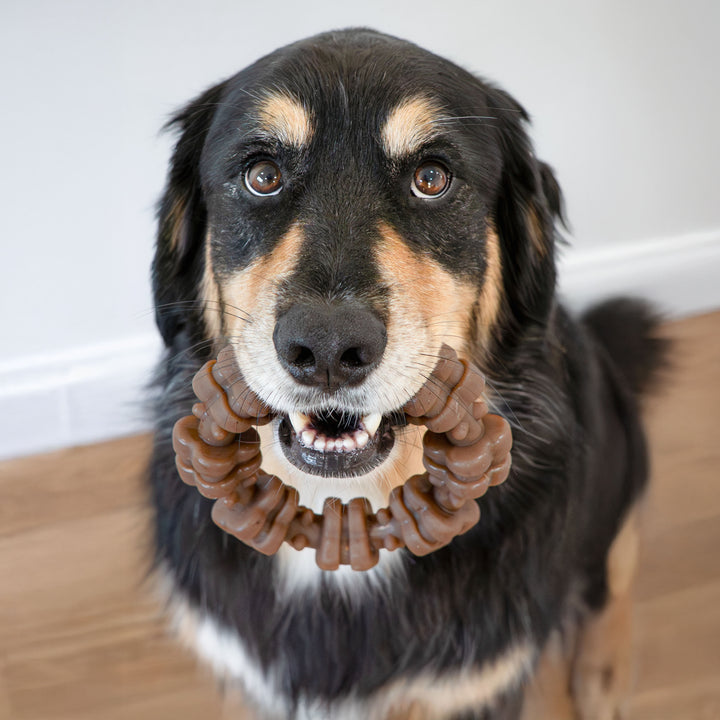 Nylabone Strong Chew Textured Ring Dog Chew Toy Made with Real Beef &amp; Chicken X-Large (1 Count)