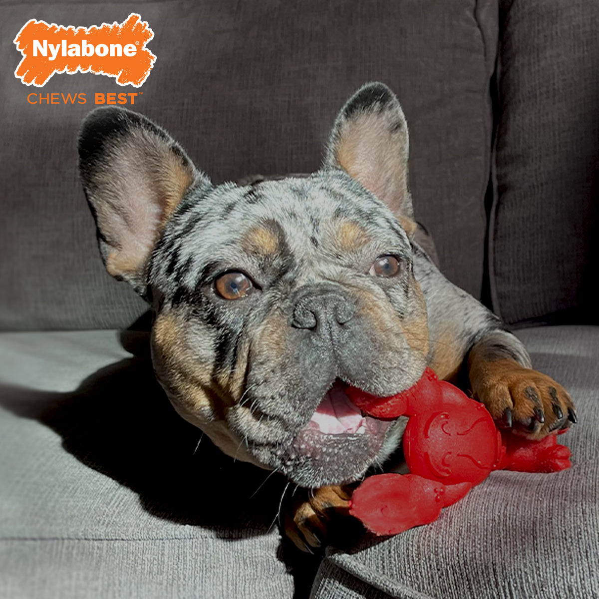 Nylabone Power Chew Lobster Dog Chew Toy Filet Mignon Small (1 Count)