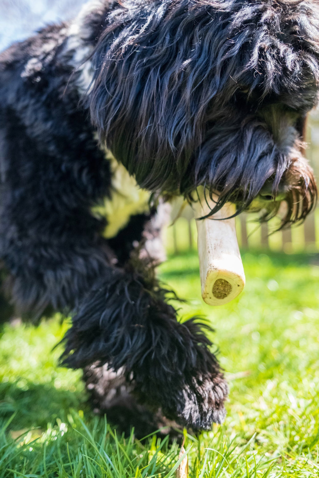 Cadet Stuffed Shin Bones for Dogs Peanut Butter Large (1 Count)