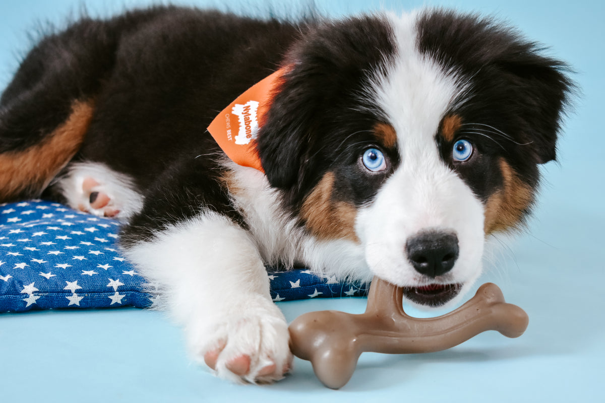 Nylabone Strong Chew Gourmet Style Wishbone Puppy Chew Toy Peanut Butter Small (1 Count)