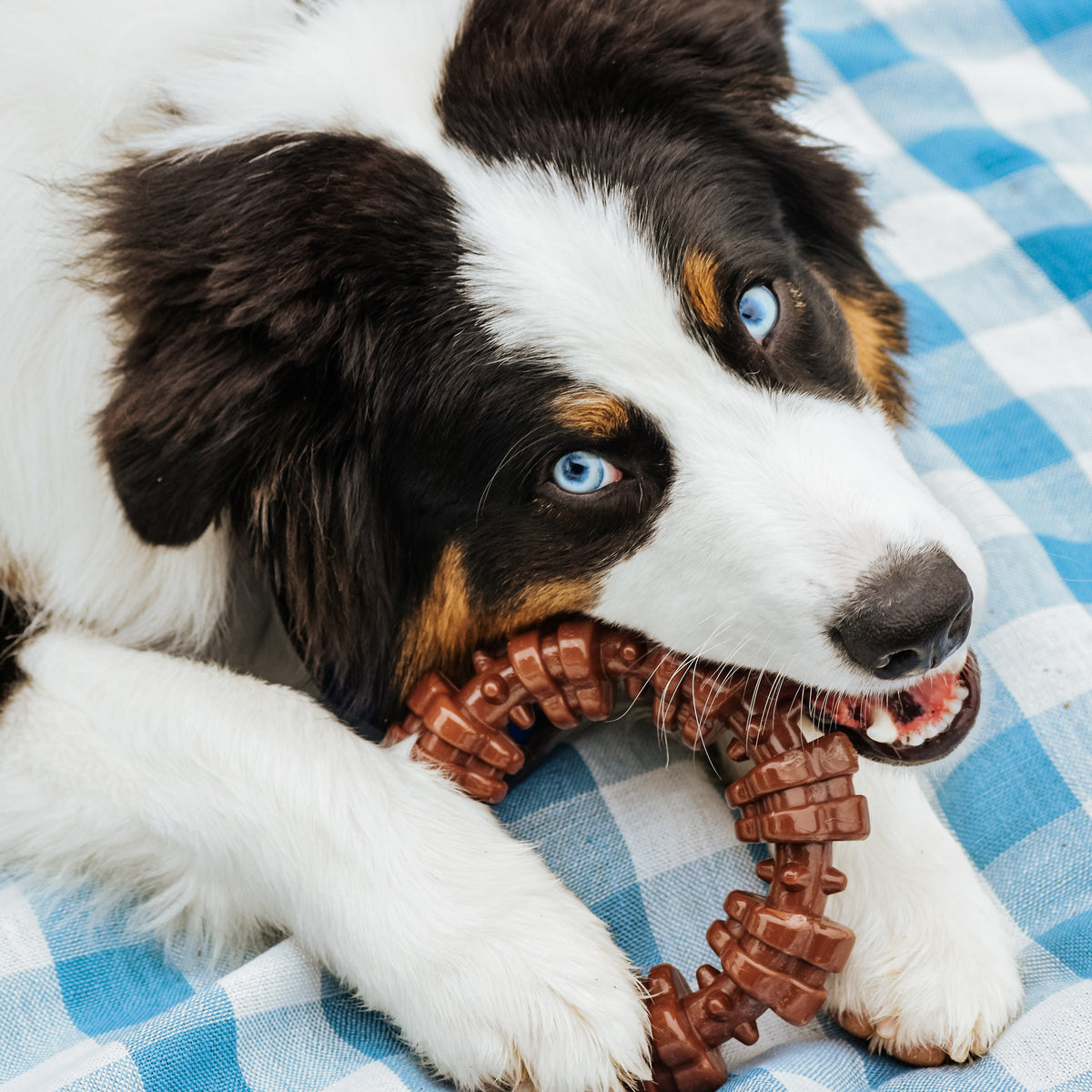 Nylabone Power Chew Textured Ring Dog Chew Toy Flavor Medley X-Large (1 Count)