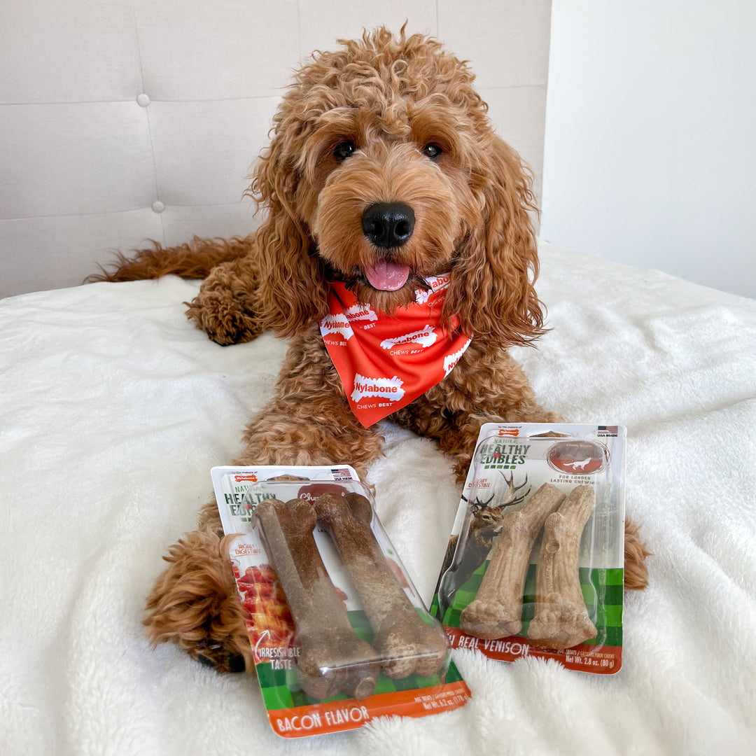 Nylabone Healthy Edibles WILD All-Natural Long Lasting Antler Chew Treats Venison Large (2 Count)
