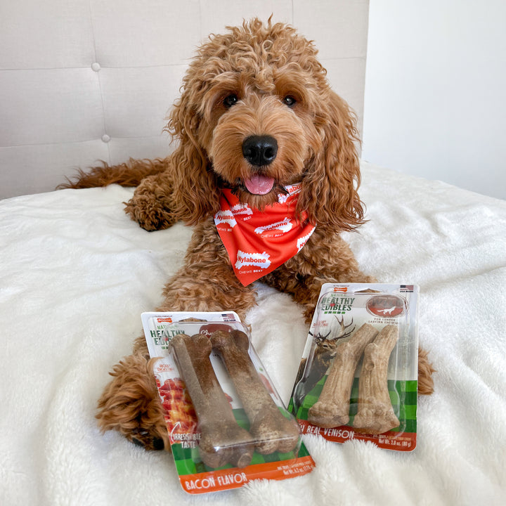 Nylabone Healthy Edibles WILD All-Natural Long Lasting Antler Chew Treats Venison Large (10 Count)