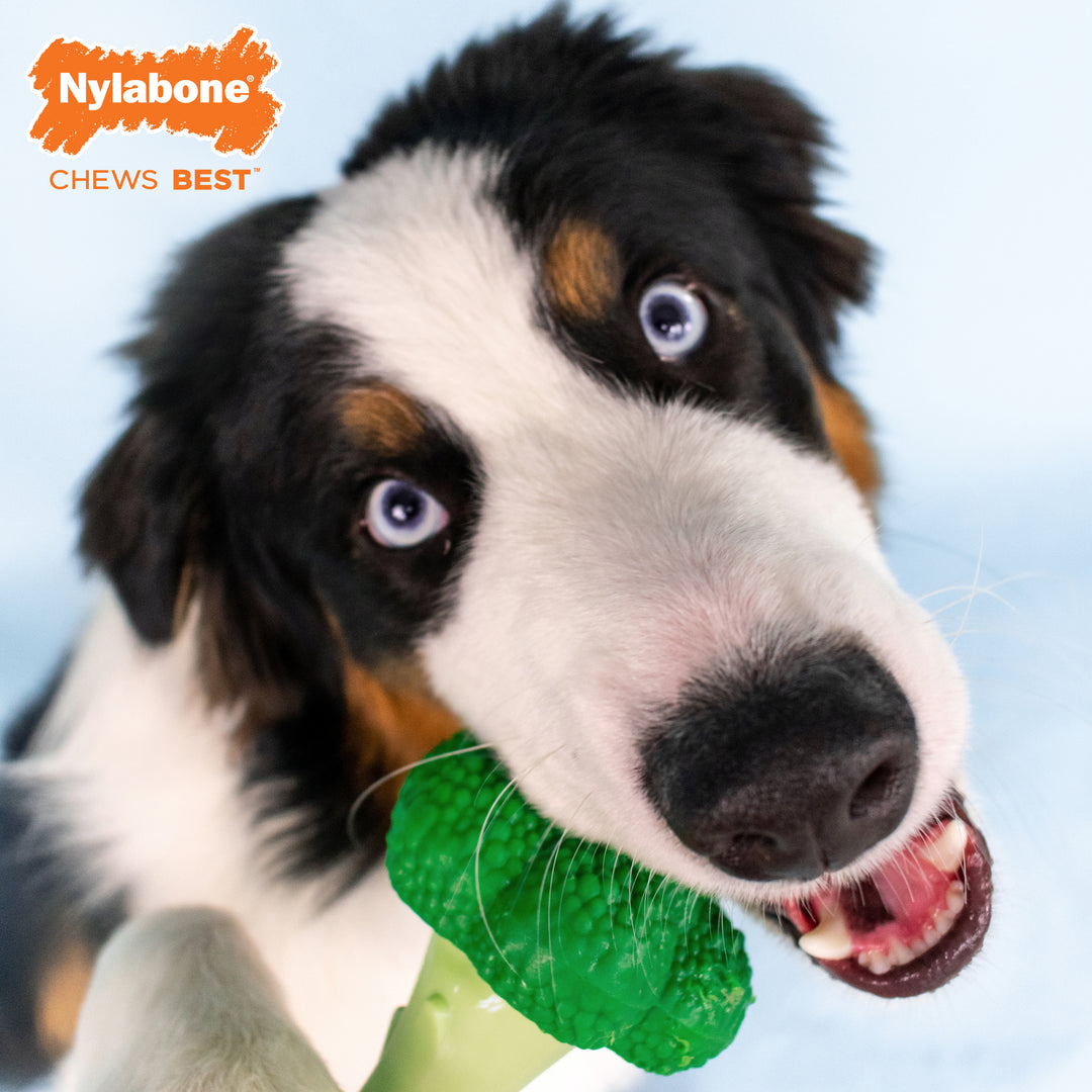 Nylabone Power Chew Broccoli Dog Chew Toy Bacon &amp; Cheese Large (1 Count)