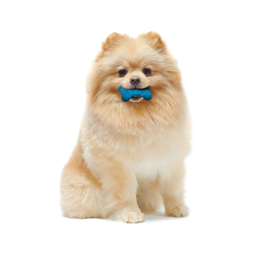 Nylabone Flexi Chew Bone Dog Chew Toy Peanut Butter &amp; Bacon Orange &amp; Blue XX-Small (2 Count)