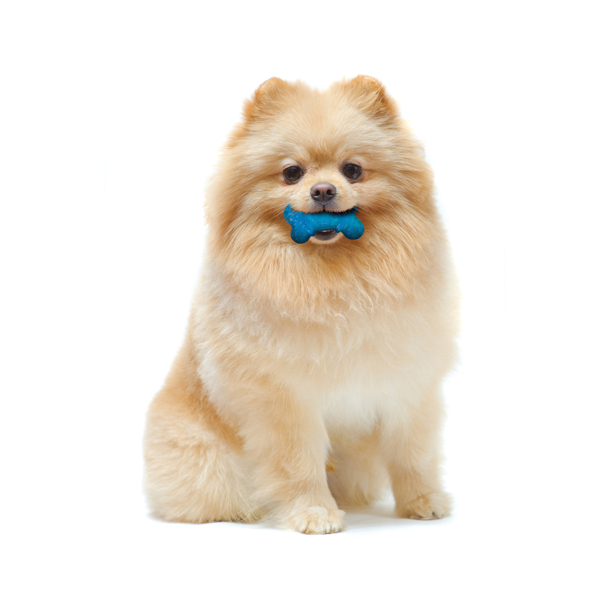 Nylabone Flexi Chew Bone Dog Chew Toy Peanut Butter & Bacon Orange & Blue XX-Small (2 Count)