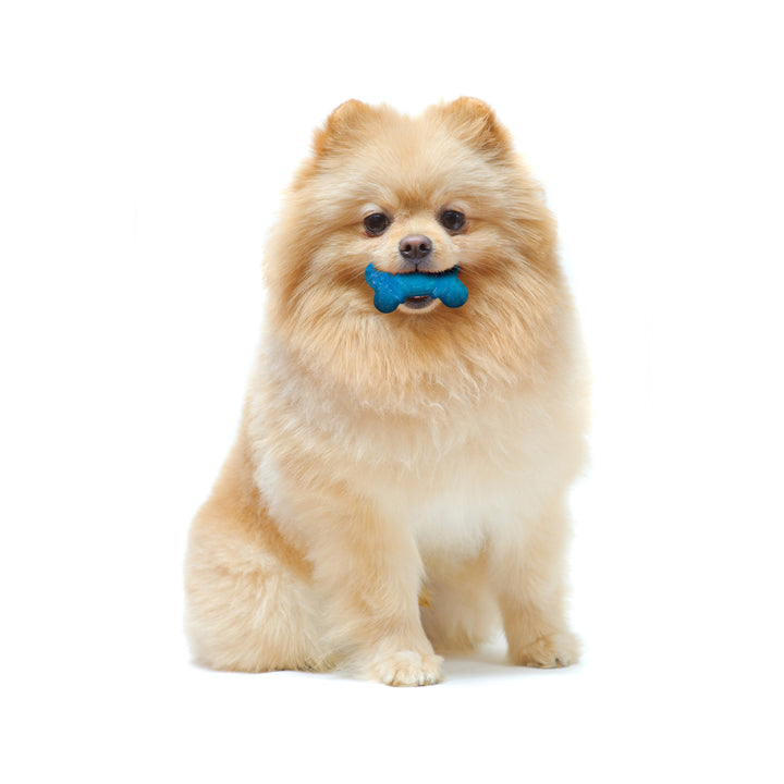 Nylabone Flexi Chew Bone Dog Chew Toy Peanut Butter &amp; Bacon Orange &amp; Blue XX-Small (2 Count)