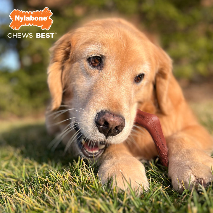 Nylabone Power Chew Elk Bone Alternative Chew Toy Venison X-Large (1 Count)