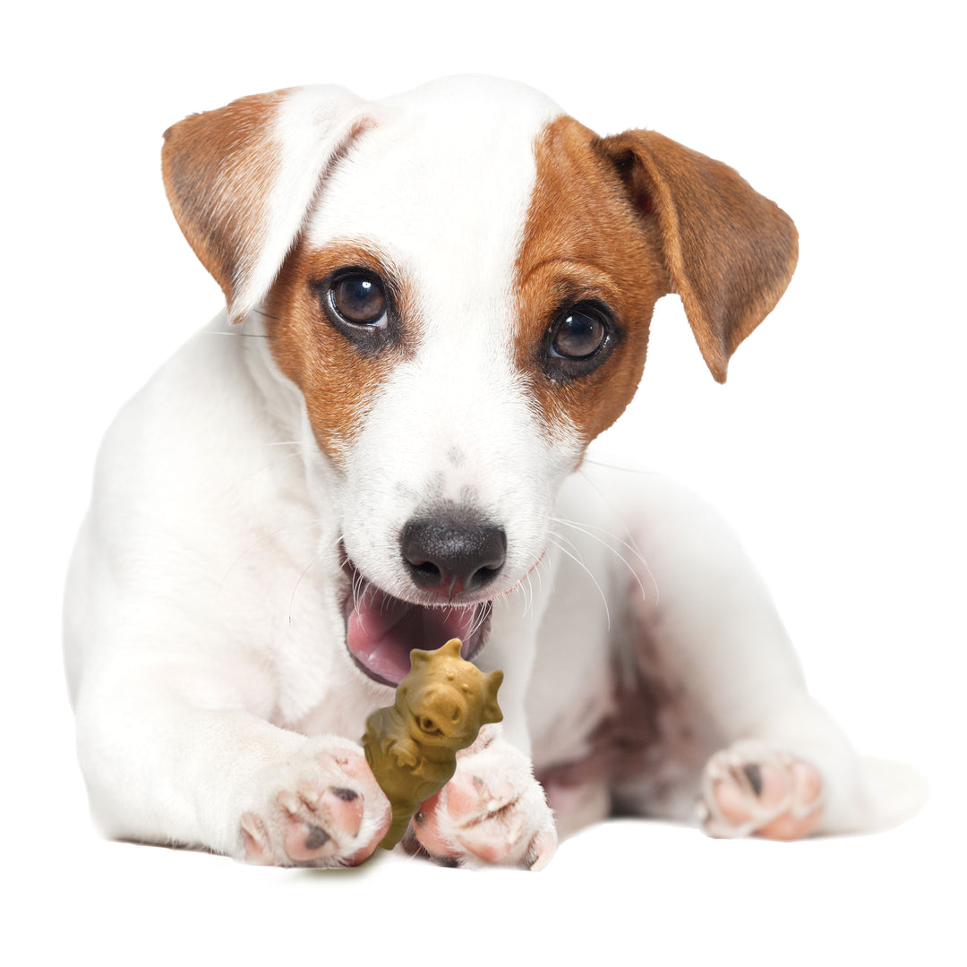 Nylabone Healthy Edibles All-Natural Long Lasting Puppy Chew Treats Lamb &amp; Apple Small (4 Count)