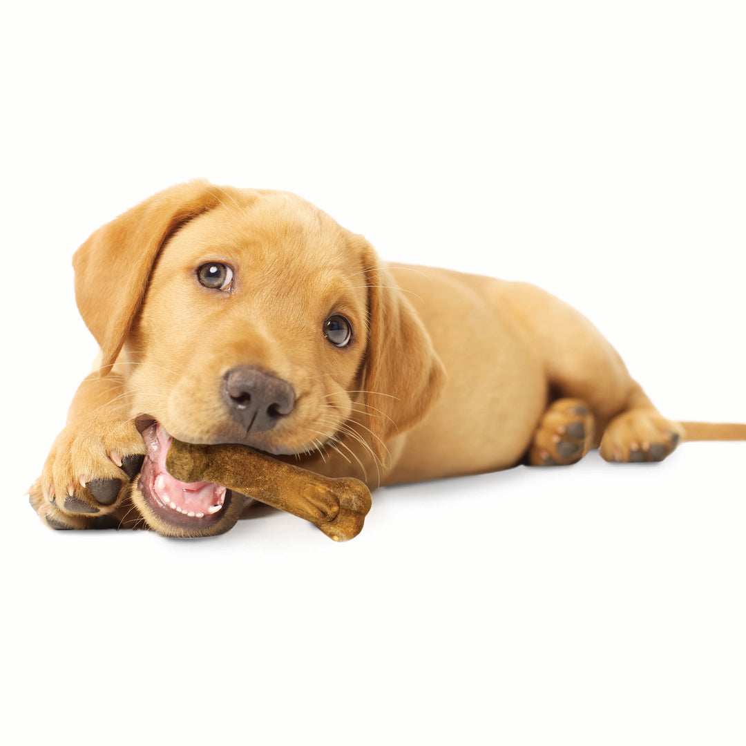 Nylabone Healthy Edibles All-Natural Long Lasting Puppy Chew Treats Turkey &amp; Sweet Potato X-Small (4 Count)