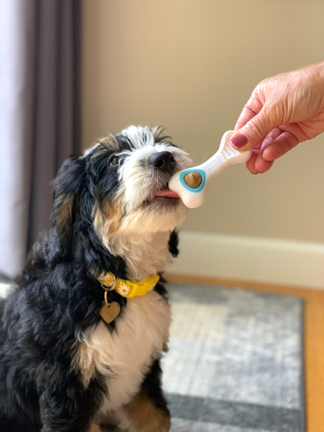 Nylabone Puppy Power Chew Knuckle Bone Pop-In Treat Toy &amp; Treat Combo Chicken X-Small (1 Count)
