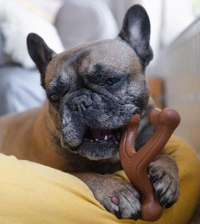 Nylabone Power Chew Ergonomic Hold &amp; Chew Wishbone Dog Chew Toy Bison Large (1 Count)