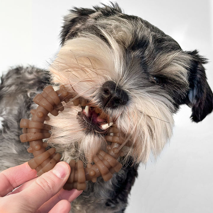 Nylabone Strong Chew Textured Ring Dog Chew Toy Made with Real Beef &amp; Chicken Small (1 Count)
