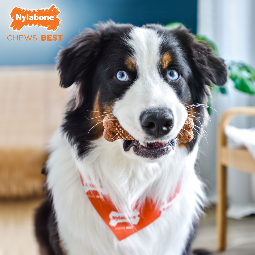 Nylabone Healthy Edibles Meaty Center All-Natural Long Lasting Chew Treats Beef Medium (2 Count)